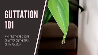 GUTTATION 101 Why are there water droplets on the ends of my plants [upl. by Nnor]