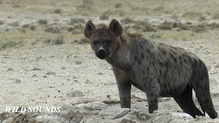 Sound of a Hyena – Hyena Call Sound – Africa Wild Animal Sound [upl. by Dustan]