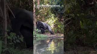 Observe the gorillas with silver blacks in Congo Republic 🇨🇬🤩 shorts gorillas viral wildlife [upl. by Dragelin307]