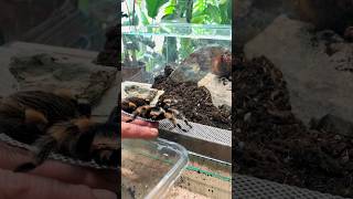 Tarantula Tank Upgrade Making a new enclosure for this Mexican Red Knee spider 🏠🕷️ tarantula [upl. by Erdnua572]