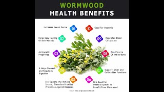 THE WONDERFUL AND DELICIOUS BENEFITS OF WORMWOOD TEA [upl. by Benedetta]