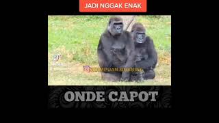 Onde Capot 44 Sidimpuan dubbing  Papazack 87 [upl. by Noy]