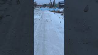 Flock of Ptarmigan Birds 🪿ptarmigans birds northernbird nwt bird birdwatching [upl. by Enohpets]