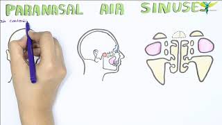 Paranasal Air Sinus and Frontal Air Sinuses  Anatomy  Functions  Clinical [upl. by Clyve44]