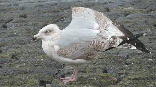 Herring Gull Larus argentatus Zilvermeeuw Maasvlakte ZH the Netherlands 13 Oct 2024 70 [upl. by Sandry]