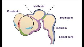 DEVELOPMENT OF THE BRAIN—Embryology Series by Prof Kimani [upl. by Eelrak]