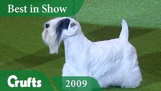 Sealyham Terrier wins Best In Show at Crufts 2009  Crufts Dog Show [upl. by Philip573]