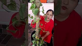 dormancy mein Mani plant YouTube short [upl. by Annait]