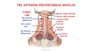 the anterior prevertebral muscles video [upl. by Lissak]