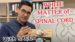 White Matter of Spinal Cord [upl. by Nnadroj]