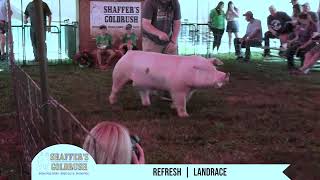 REFRESH Landrace Boar at Shaffer’s Goldrush [upl. by Field]