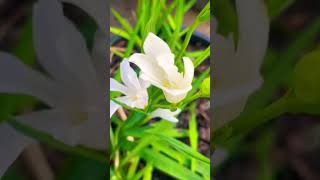 White Freesias smallyoutuber queenslandlife prettyflowers [upl. by Creath]