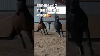 Freiarbeit Pferd 🥰 libertyhorse pferdeausbildung horsemanship pferdetraining freiarbeit [upl. by Aihgn391]