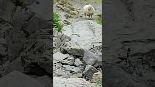 Just a lamb at the Carding Mill Valley nature naturelovers outdoorswithfamily [upl. by Godwin]