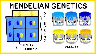 Mendelian Genetics Genotypes Phenotypes and Punnett Squares [upl. by Louth]