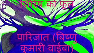 शिरिषको फूल Shirishko PhoolThe Blue Mimosa Part 1 [upl. by Yar]