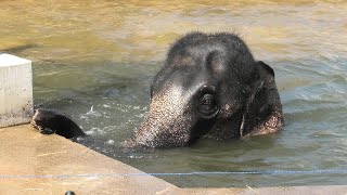 アジアゾウ の水浴び 京都市動物園 2020年9月1日 [upl. by Abby]