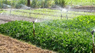 Confinamento no Sertão de Pernambuco com Alimentação Irrigada [upl. by Basile]