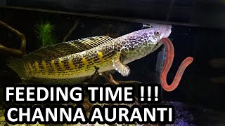 CHANNA AURANTI FEEDING TIME 10 INC INDIAN FISH [upl. by Lydnek304]