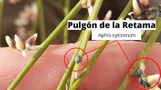 Pulgón de la Retama Aphis cytisorum aphiscytisorum pulgones PulgondelaRetama [upl. by Rizzi]