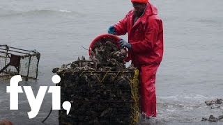 Food Factory USA Life as an Oyster Farmer  FYI [upl. by Mccandless]