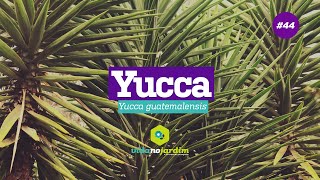 Yucca no paisagismo 44  Dicas rápidas [upl. by Hobbie]