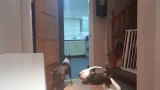 English Bull Terrier funny hide amp seek playing [upl. by Brita]