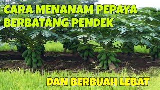 CARA MENANAM PEPAYA BERBATANG PENDEK DAN BERBUAH LEBAT [upl. by Shewmaker842]