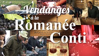 VENDANGES À LA ROMANÉECONTI by LOTEL DU VIN [upl. by Albert]