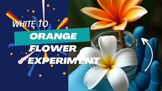 crazy experiment White flower to orange flower  trinethravlogs3442 teluguexperiments [upl. by Redfield]