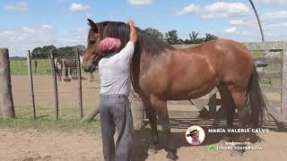 ✅🐴 VENDIDA YEGUA DESTACA ENTREPESADA IDEAL PARA REPRODUCTORA  💲550 mil LOSEQUINOSCOM [upl. by Akirdna479]