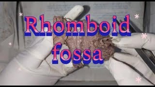 Rhomboid fossa drchitrashumananatomy [upl. by Norrv]