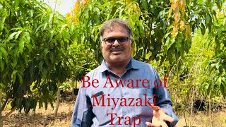 Miyazaki Facts Miyazaki Mango  Saptagiri Nursery  7075858499 Rajahmundry [upl. by Cocks]