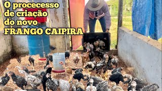 O PROCESSO DE PRODUÇÃO DO FRANGO CAIPIRA MELHORADO [upl. by Noral]