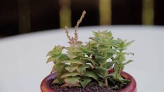 Crassula perforata “Variegated String of Buttons” [upl. by Jess]