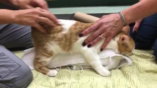 Feline Cerebellar Hypoplasia Physical Rehabilitation Session [upl. by Hsital49]