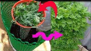 how to plant wormwood plants at home [upl. by Haimrej]