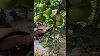 Tomato Farming Techniques satisfying farming [upl. by Agemo]