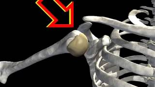 How Shoulder Dislocation Occurs Animation  Shoulder Joint Dislocation Video [upl. by Beale524]