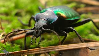 Красотел пахучий Calosoma sycophanta [upl. by Warrin270]