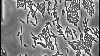 Cell division of E coli with continuous media flow [upl. by Zondra]