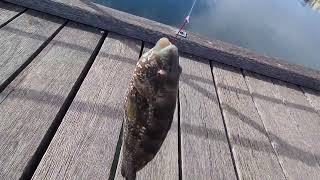 Streaky bay jetty South Australia [upl. by Inaffit450]