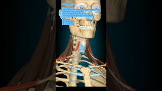 Omohyoid Muscle humananatomy anatomy humanbody skullanatomy [upl. by Eedebez810]