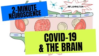 2Minute Neuroscience COVID19 amp the Brain [upl. by Loella]