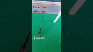 Piccolino tiktok humor viralvideo whatsappstatus viralvideo [upl. by Yeltnerb]