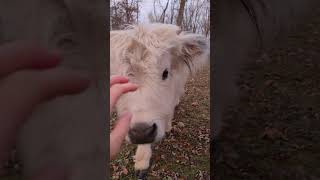 Highlands on this glorious day Highlands highland minicow highlandcow farmanimals farmlife [upl. by Batruk]