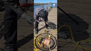 Getting pinched by a dungeness crab crabbing crab hmoob [upl. by Other]