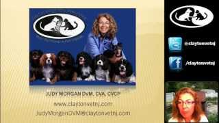 Reading Pet Food Labels with Dr MorganWebinar 1 [upl. by Odawa395]