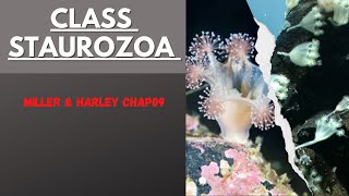 Class Staurozoa Phylum Cnidaria Miller ampHarley Zoologyforum [upl. by Alekehs]