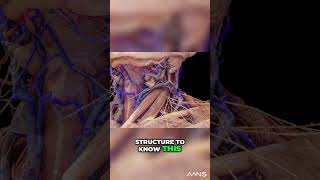 Unlocking Neck Anatomy Understanding the Anterior and Posterior Triangles [upl. by Kerwinn877]